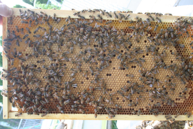 Honey Bee Nucs 2024 Outdoor Bee Company