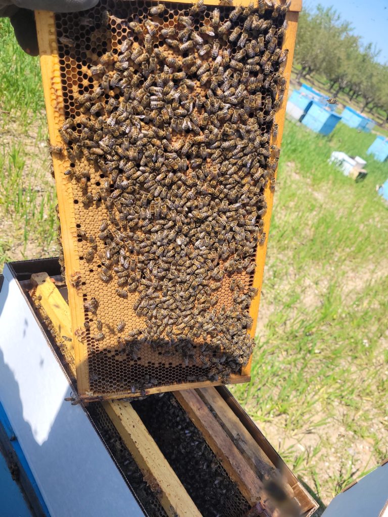 Honey Bee Nucs 2024 Outdoor Bee Company